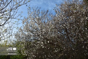 جلوه بی نظیر شکوفه های درختان زردآلو منصوریه 