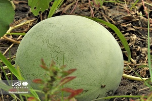 هندوانه «چاف»