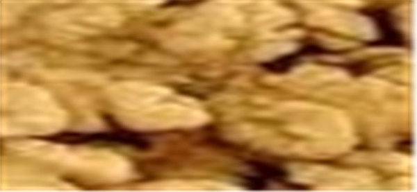 گردو