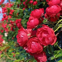 تصویر نمایه‌ی ‌طلا حسینی‌