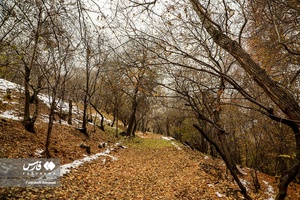 برگ ریزان پاییز