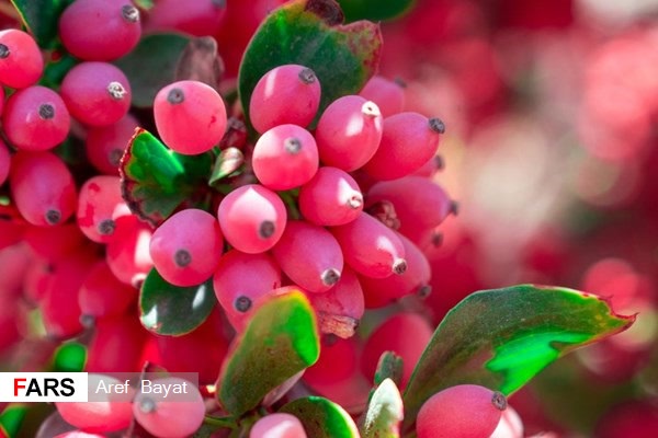 گزارش تصویری | برداشت «زرشک» از باغات خراسان‌جنوبی