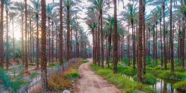 نخلستان آبپخش 