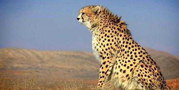 یوز ایران