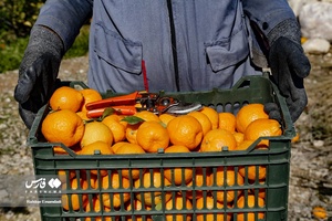 نارنگیِ  «سیاهو» 