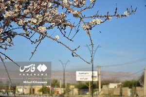 جلوه بی نظیر شکوفه های درختان زردآلو منصوریه 