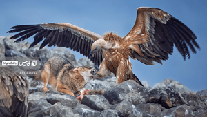 برگزیده بخش حیات وحش