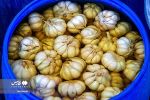 «تیمورلو» قطب تولید سیر ایران