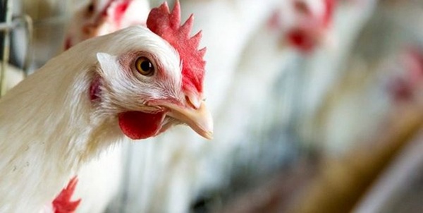 آنفلوانزای فوق حاد پرندگان