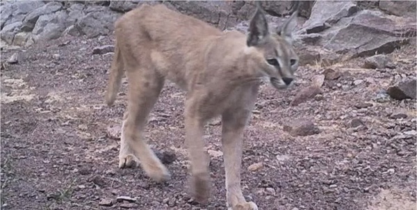 گربه کاراکال در زواره