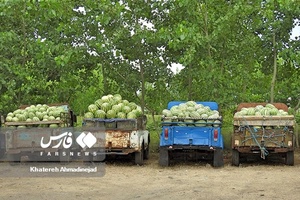 هندوانه «چاف»