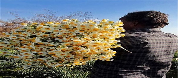 برداشت گل نرگس در روستای جره
