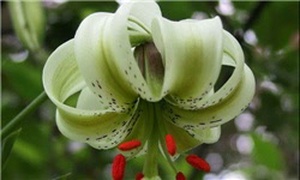 طبیعت زیبای رودبار