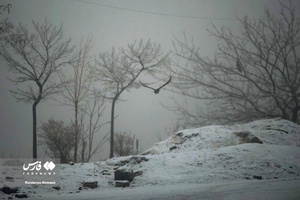بارش برف در «جاده چالوس»