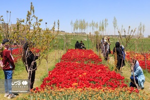 عمر گل لاله