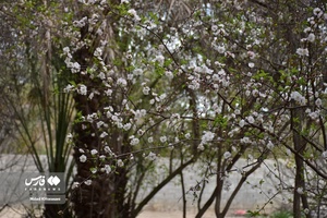 جلوه بی نظیر شکوفه های درختان زردآلو منصوریه 