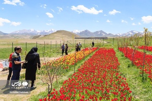عمر گل لاله