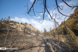 آتش به جان جنگل های بکر جهان نما افتاد