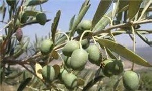 زیتون