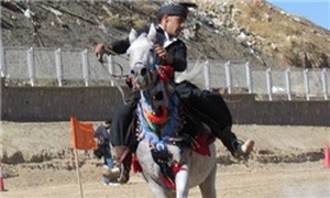 اسب کرد