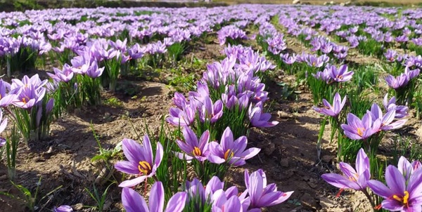 کشت زعفران در بهشهر 