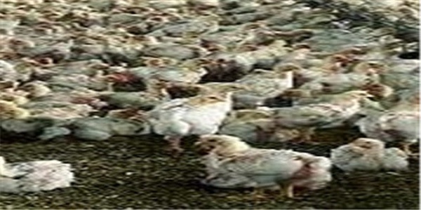مرغ گوشتی