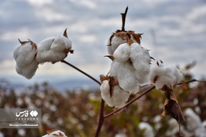 برداشت پنبه از مزارع خراسان‌شمالی