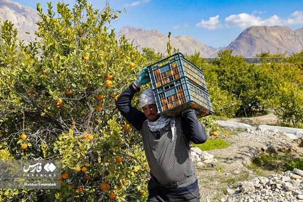 نارنگیِ  «سیاهو» 