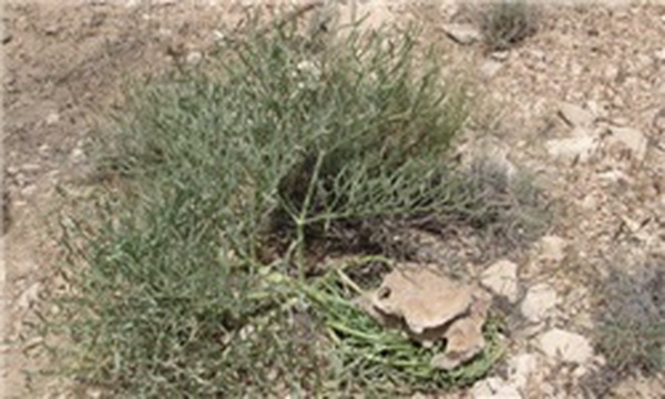 گیاهان دارویی آنغوزه