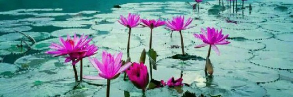 تصویر سربرگ نمایه‌ی ‌فرهاد‌