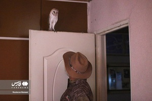 حیوانات «خانه نوری»