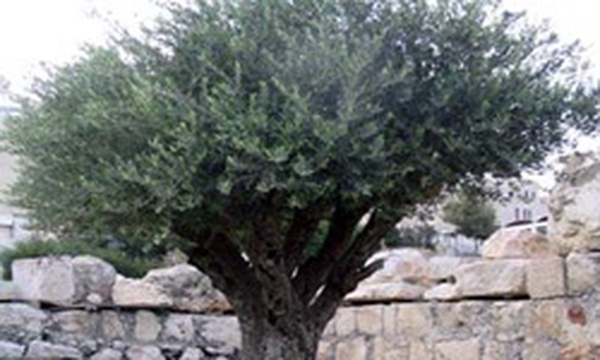 درخت زیتون