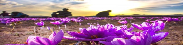 زعفران