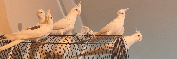 تصویر سربرگ نمایه‌ی ‌هموطن‌