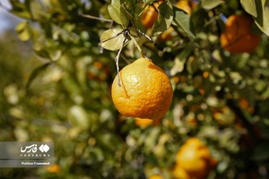 نارنگیِ  «سیاهو» 