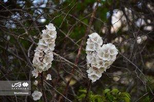 جلوه بی نظیر شکوفه های درختان زردآلو منصوریه 