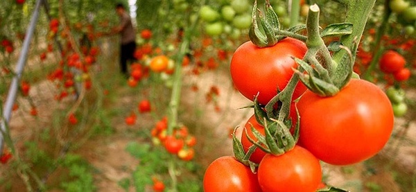 کشت گلخانه‌ای گوجه