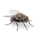 تصویر نمایه‌ی ‌خرمگس معرکه مصدوم‌