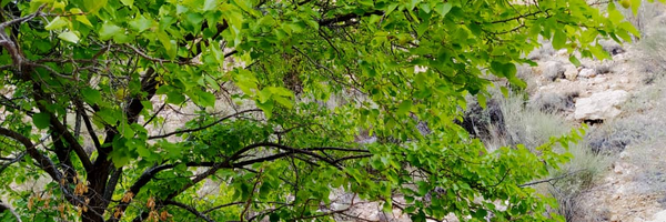 تصویر سربرگ نمایه‌ی ‌مهدی خسروی‌