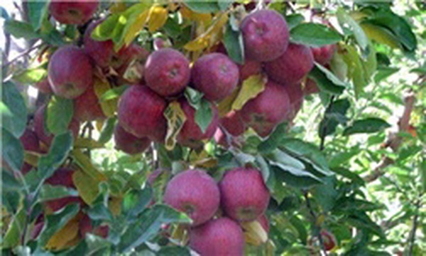 سیب مراغه