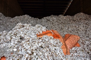 برداشت پنبه از مزارع خراسان‌شمالی