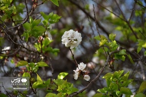 جلوه بی نظیر شکوفه های درختان زردآلو منصوریه 