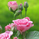 تصویر نمایه‌ی ‌زهره پوروهابی‌