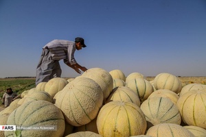 برداشت طالبی