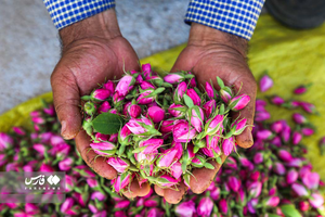 برداشت گل محمدی از مزارع خراسان شمالی