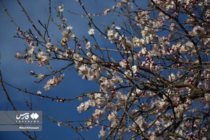 جلوه بی نظیر شکوفه های درختان زردآلو منصوریه 