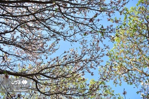 جلوه بی نظیر شکوفه های درختان زردآلو منصوریه 